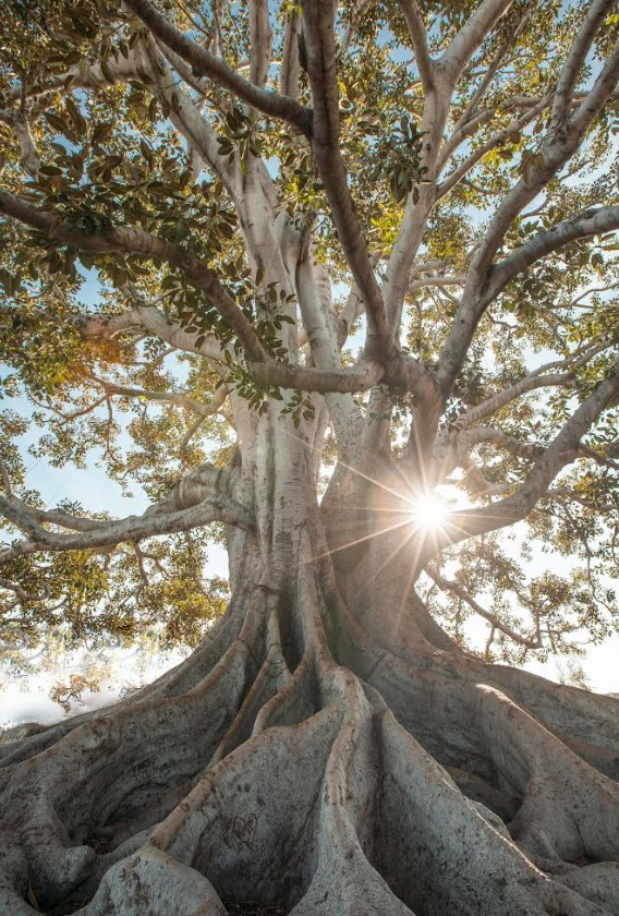 आयुर्वेद – Ojas: A Força Subtil da Vida